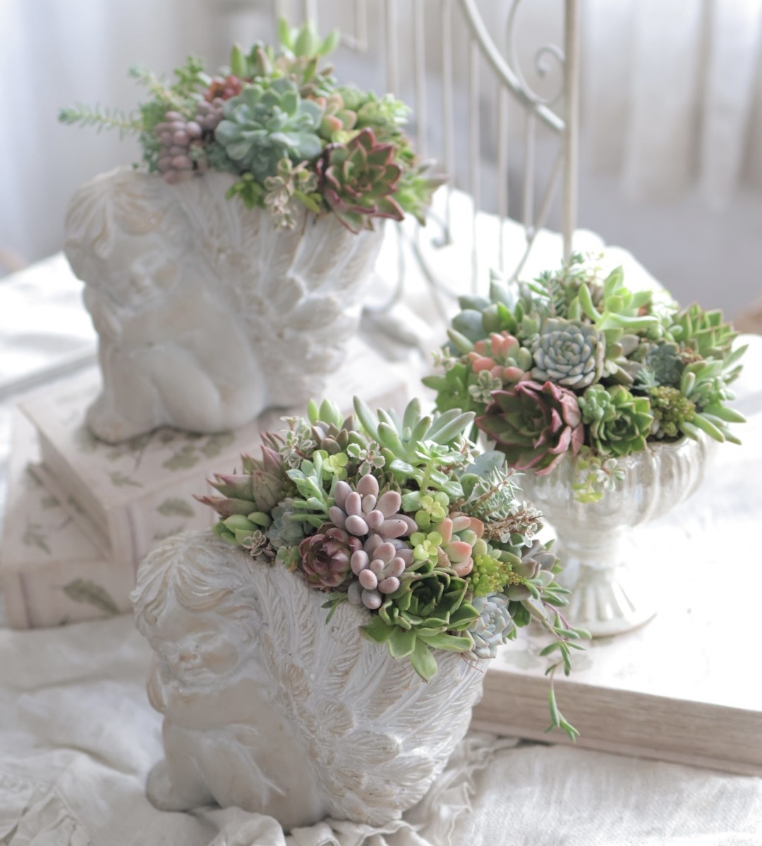 多肉植物の寄せ植え【全3回】 夏の新講座 5/25 6/22 7/27(月)