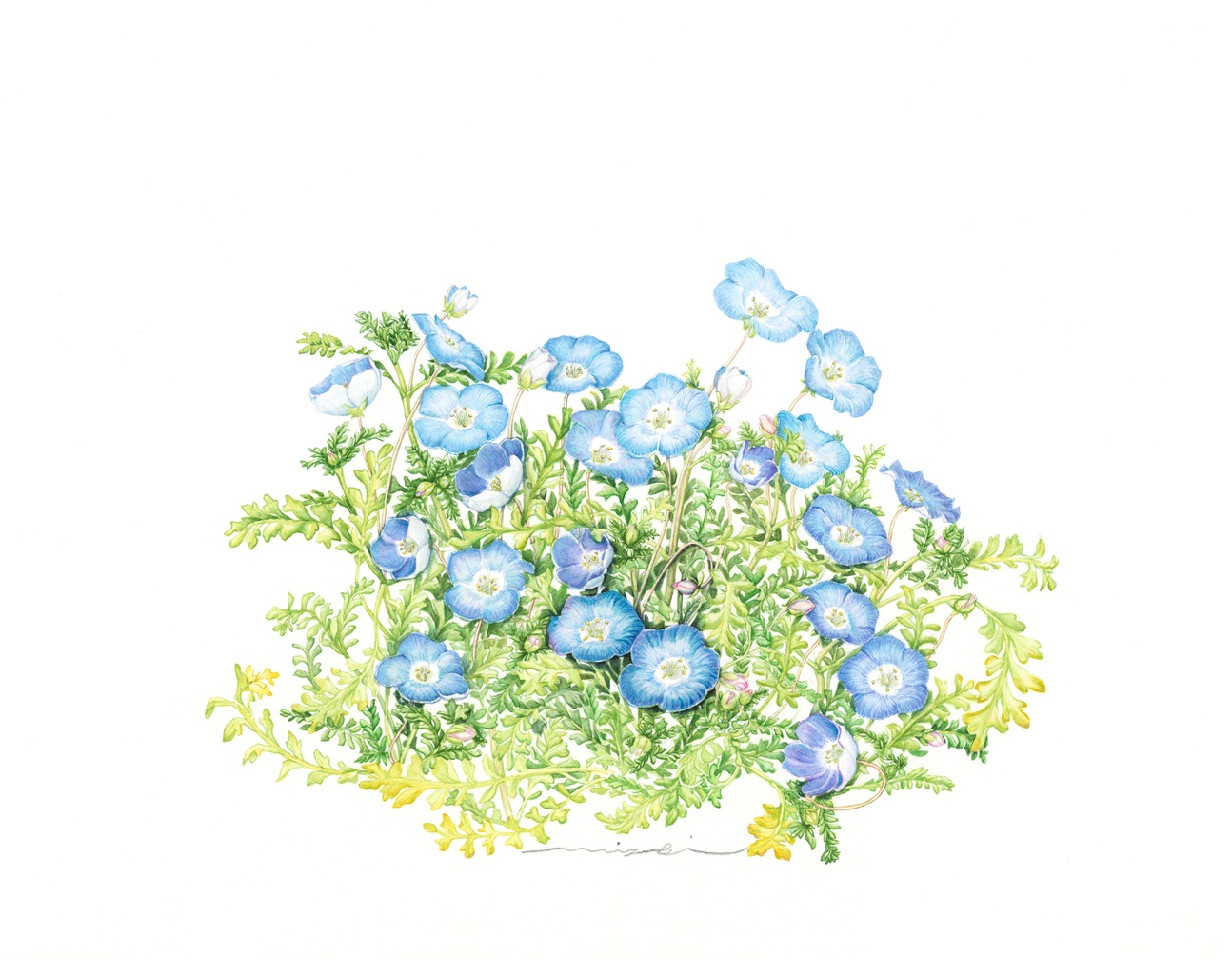 初めてでも楽しく植物を奏でる ボタニカルアート 夏の新講座 特別体験会5/18・6/15(月)