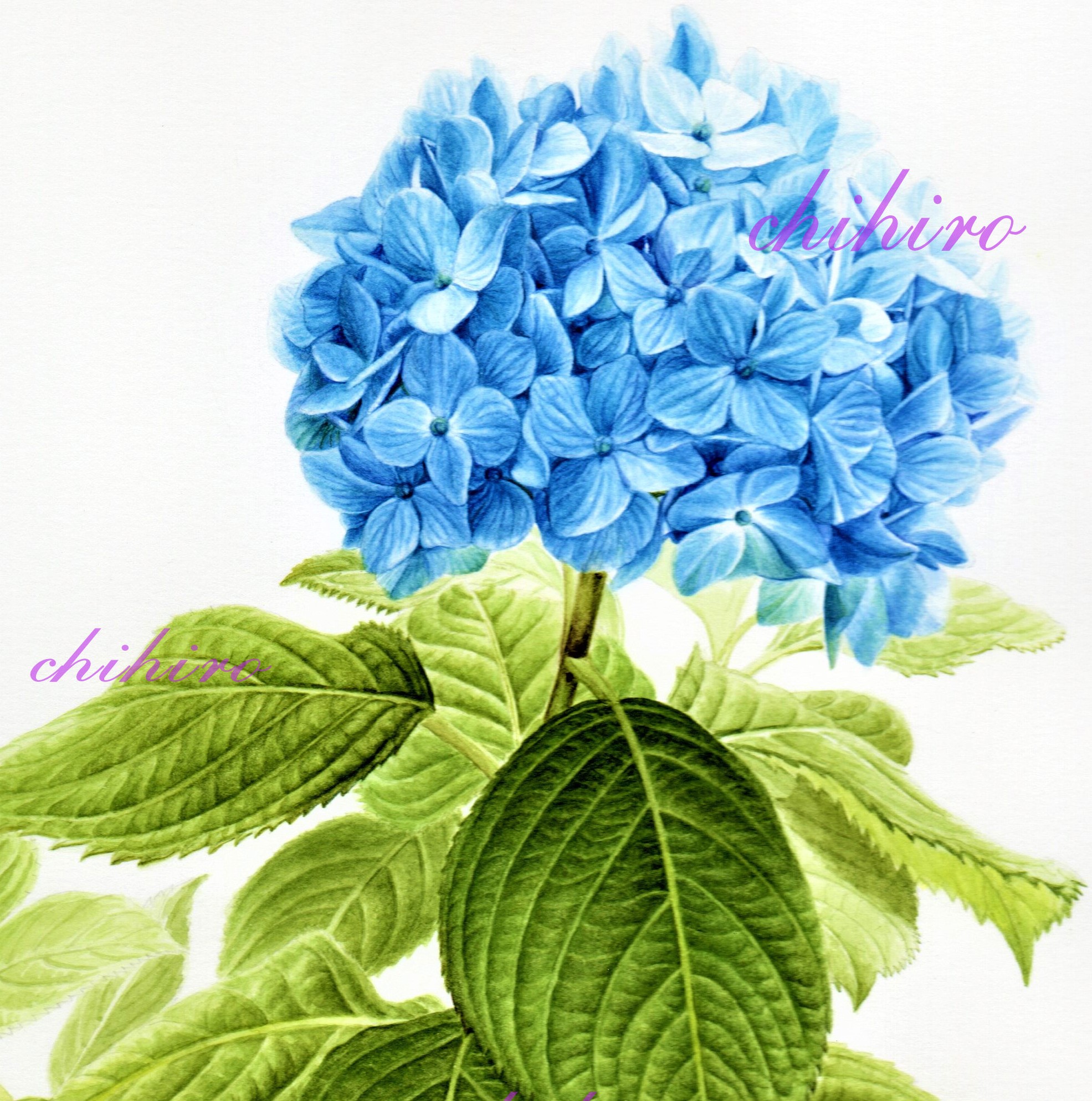 リアルな静物画を描く やさしいボタニカルアート ★新講座立ち上げ企画6/2(火)880円+教材費550円のみ