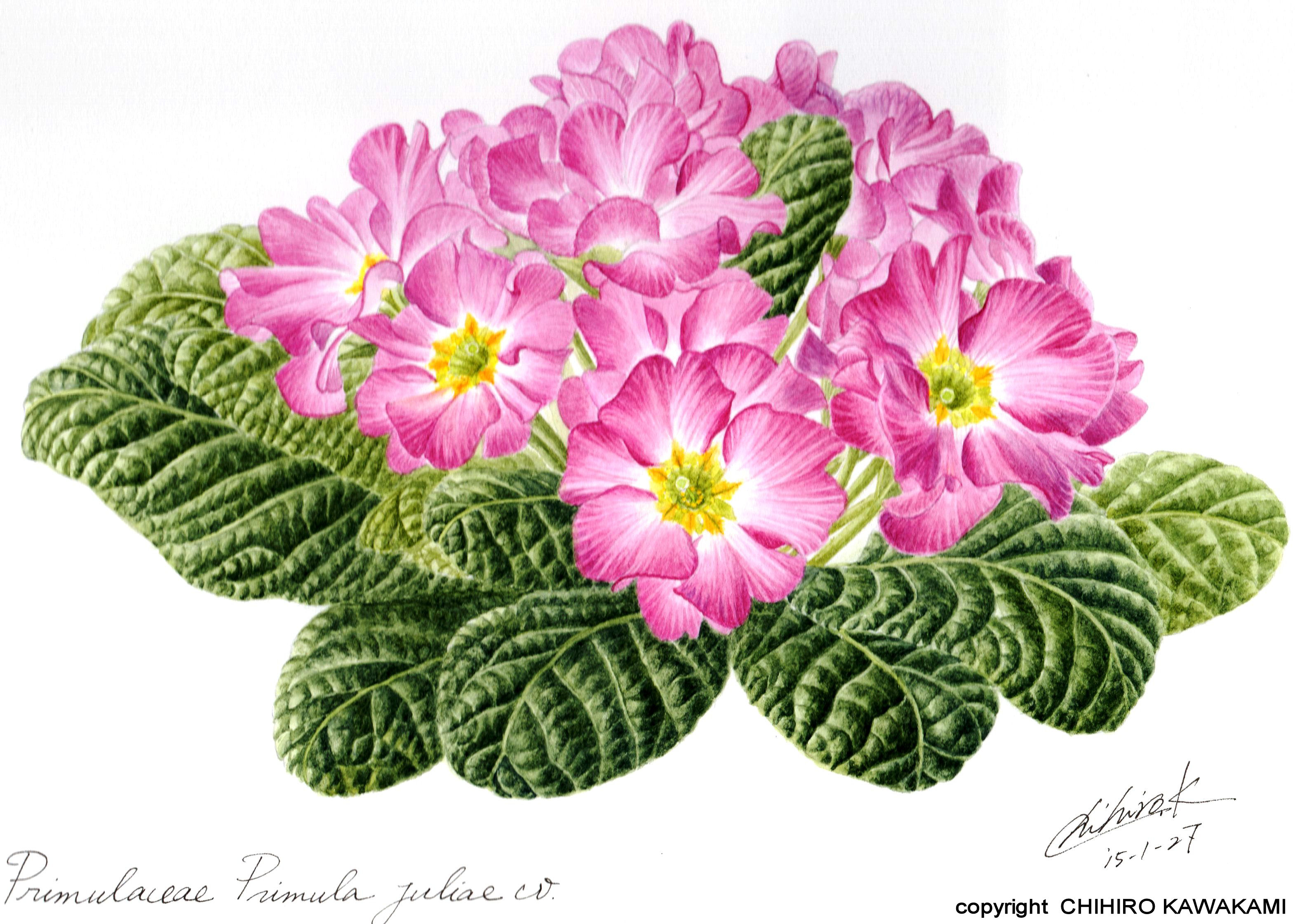 リアルな静物画を描く やさしいボタニカルアート ★新講座立ち上げ企画6/2(火)880円+教材費550円のみ