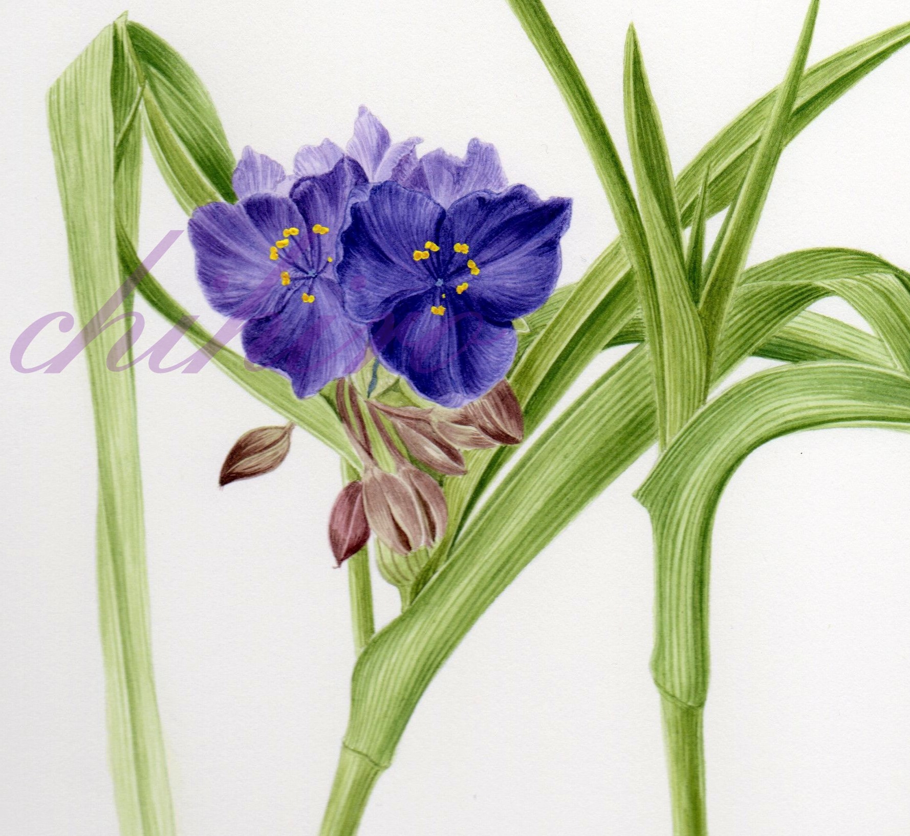 リアルな静物画を描く やさしいボタニカルアート ★新講座立ち上げ企画6/2(火)880円+教材費550円のみ