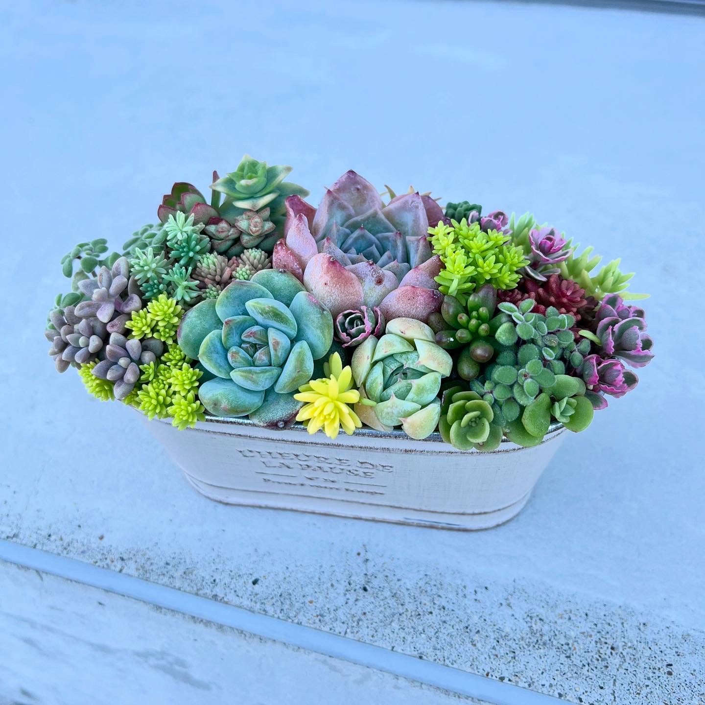 自分好みで 多肉植物の寄せ植え 5/23(土)スペシャル講座