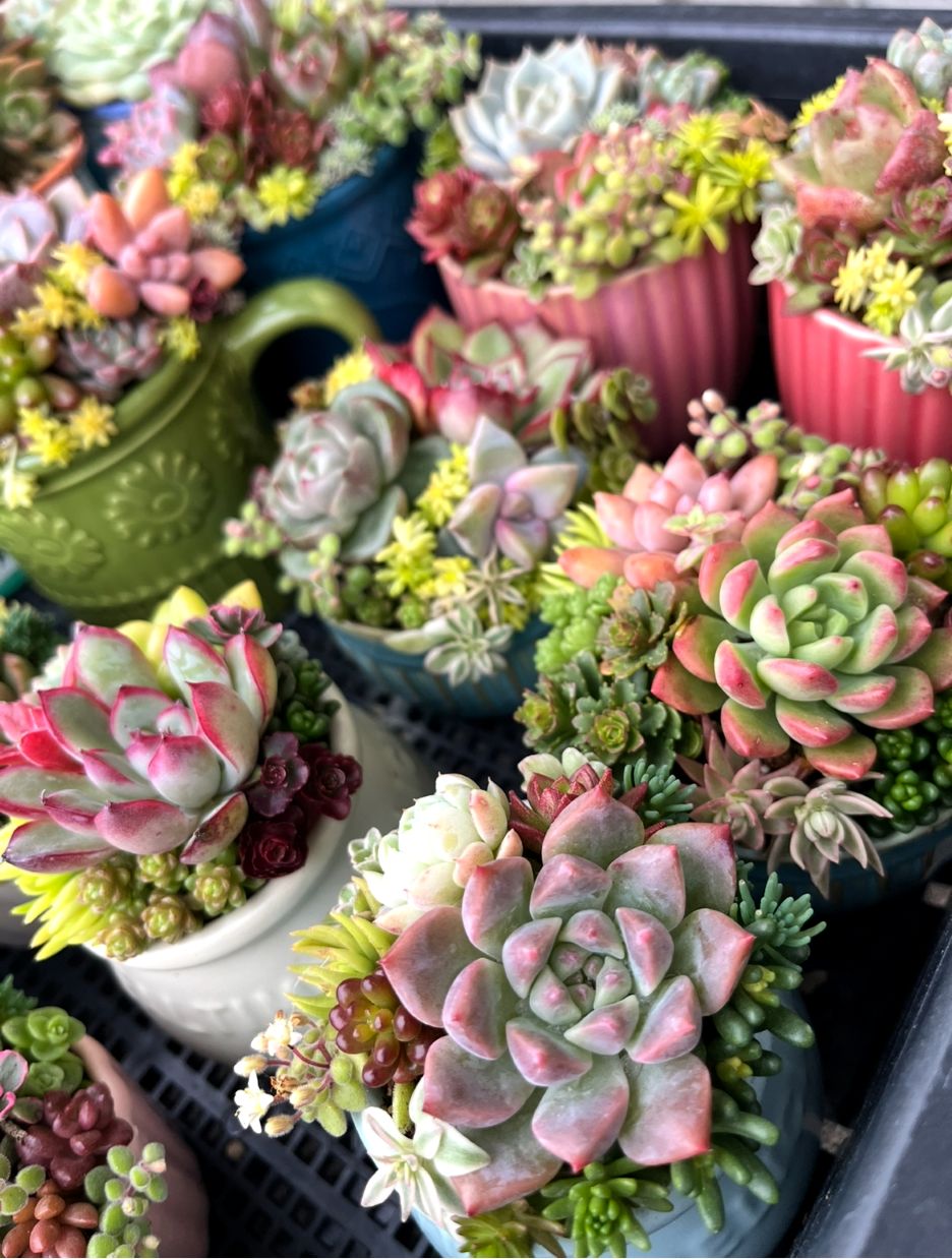 自分好みで 多肉植物の寄せ植え 5/23(土)スペシャル講座