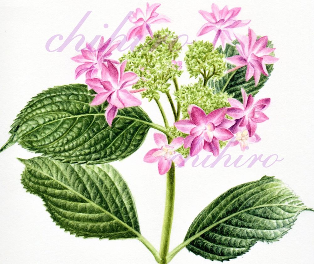 リアルな静物画を描く やさしいボタニカルアート 夏の新講座 5/21(木)特別体験会