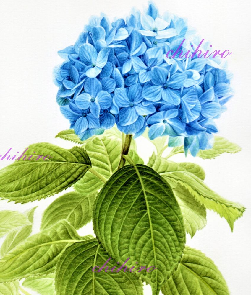 リアルな静物画を描く やさしいボタニカルアート 夏の新講座 5/21(木)特別体験会