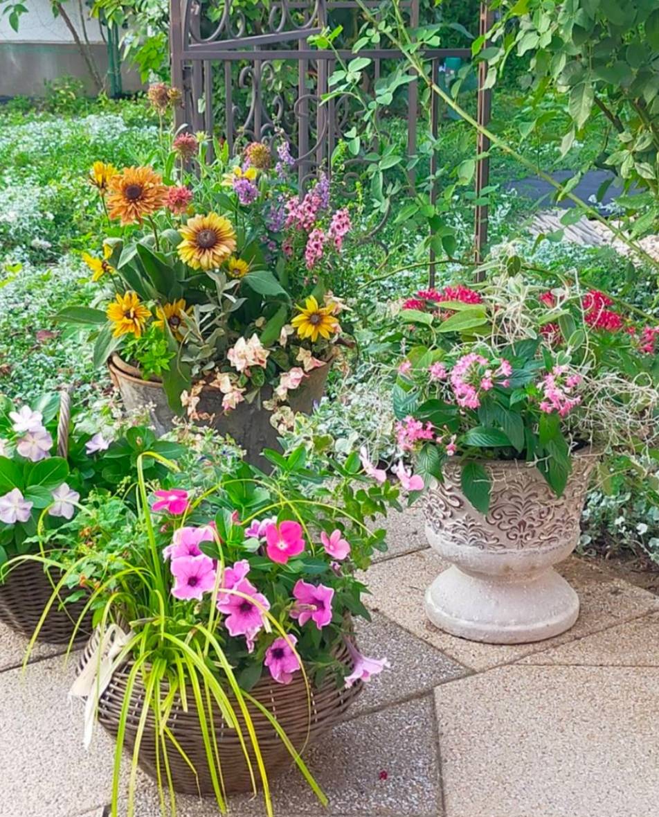 花と緑と共に豊かな植物時間 植物と楽しむガーデニング ★夏の新講座 全3回5/23・6/27・7/25(土)★