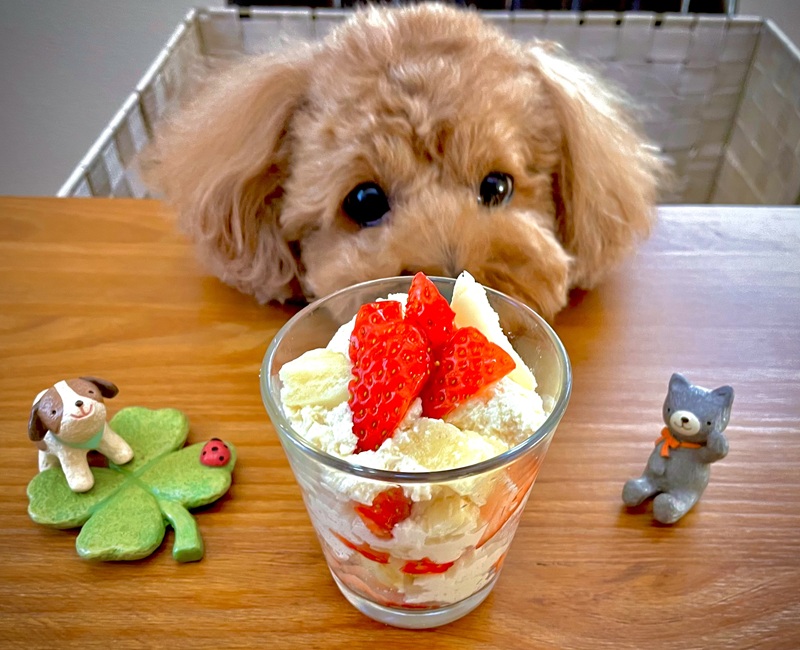 家族丸ごと健康に♡ ★愛犬の推し活講座【全4回】 夏の新講座6/10(水)スタート