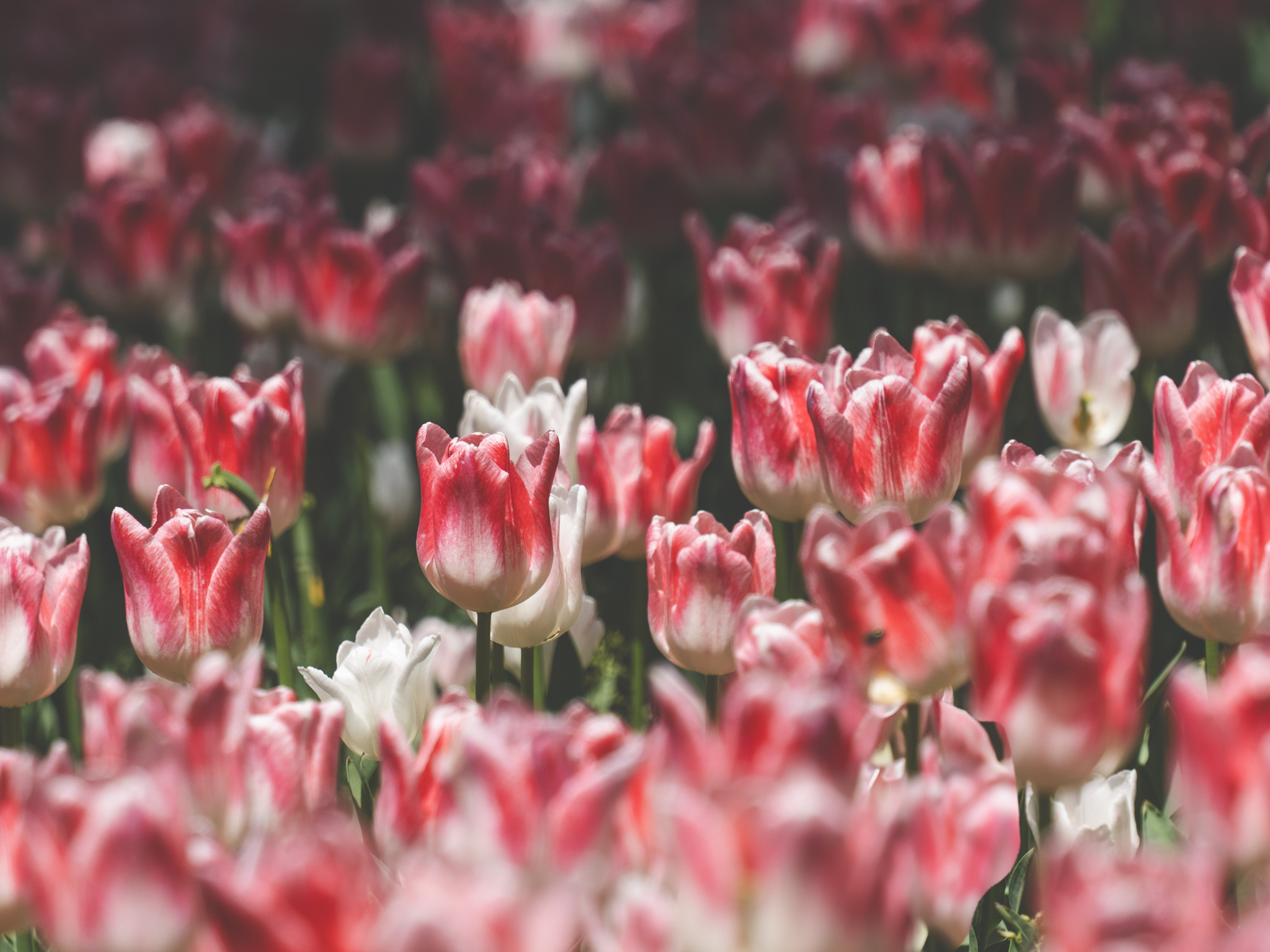 女性限定 お散歩写真教室