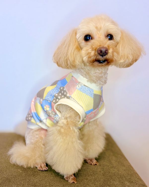 手作り犬服入門講座 体験日6/13(土) 体験費1,100円 教材費2,200円