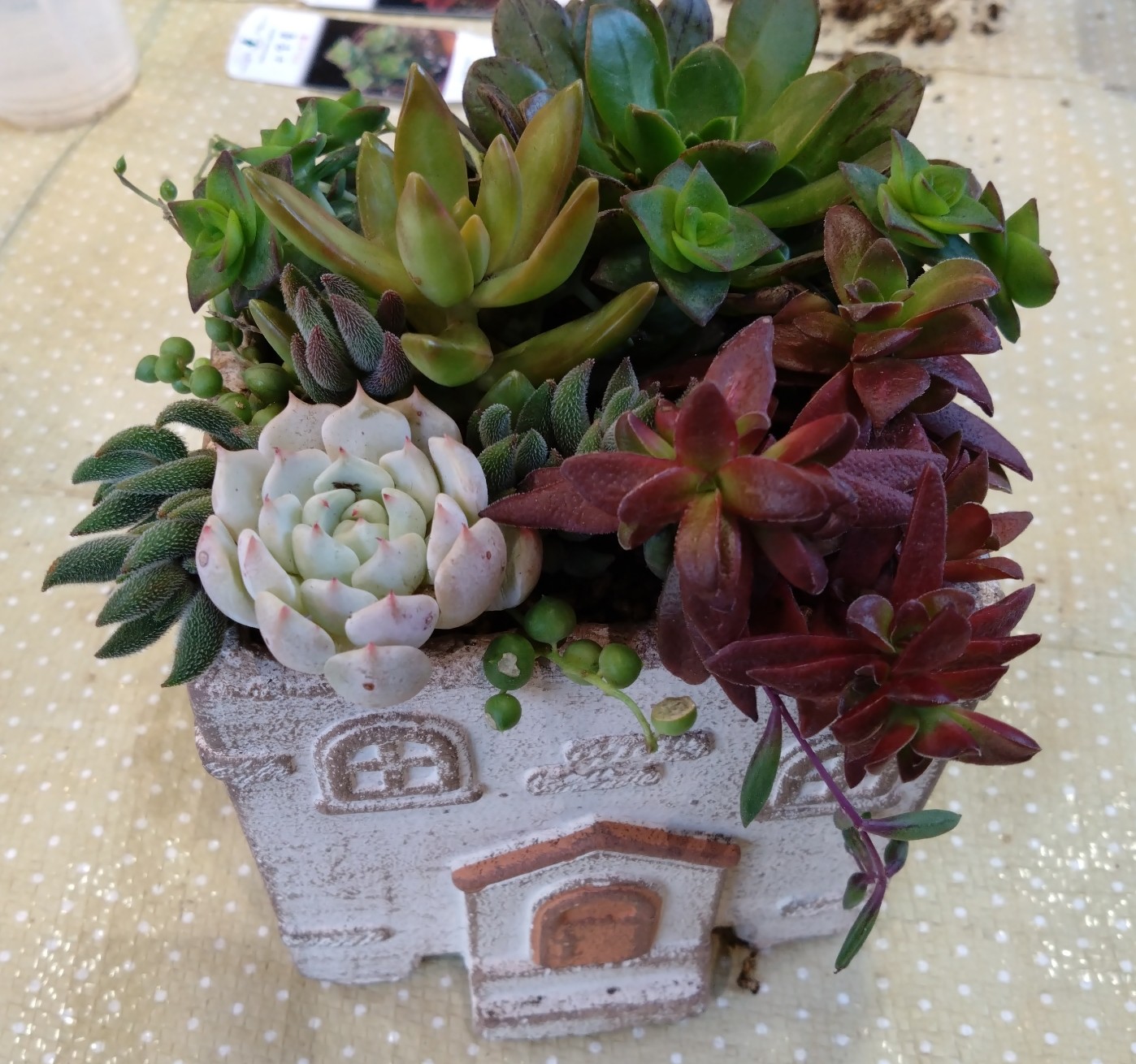 初めての方もどうぞ! 多肉植物の寄せ植え