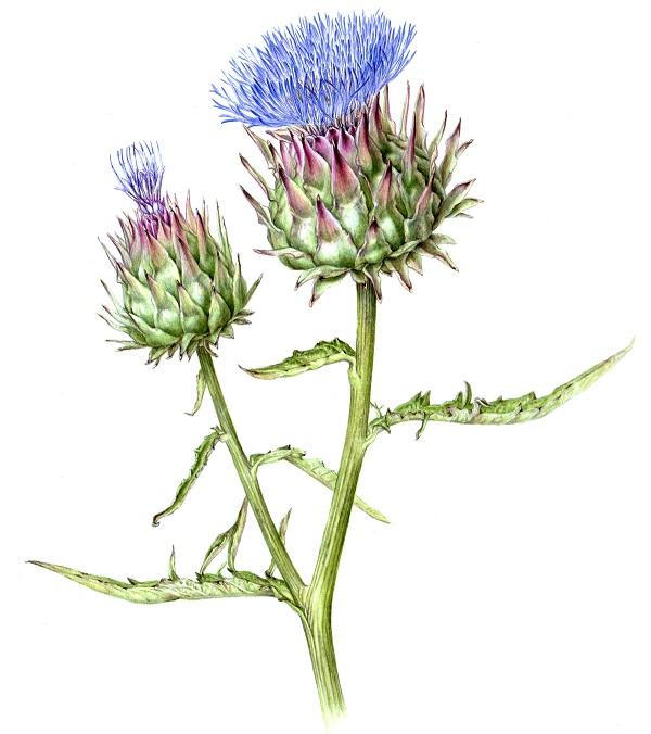 ボタニカルアート<植物画> 夏の新講座 一日体験 6/11(木)