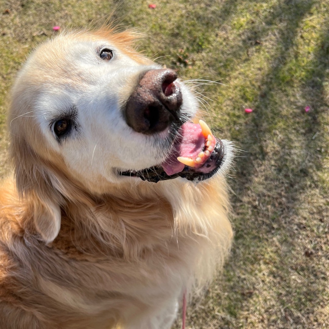アロマで健やかに ペットのためのナチュラルケア 6/26(金) 一日体験会