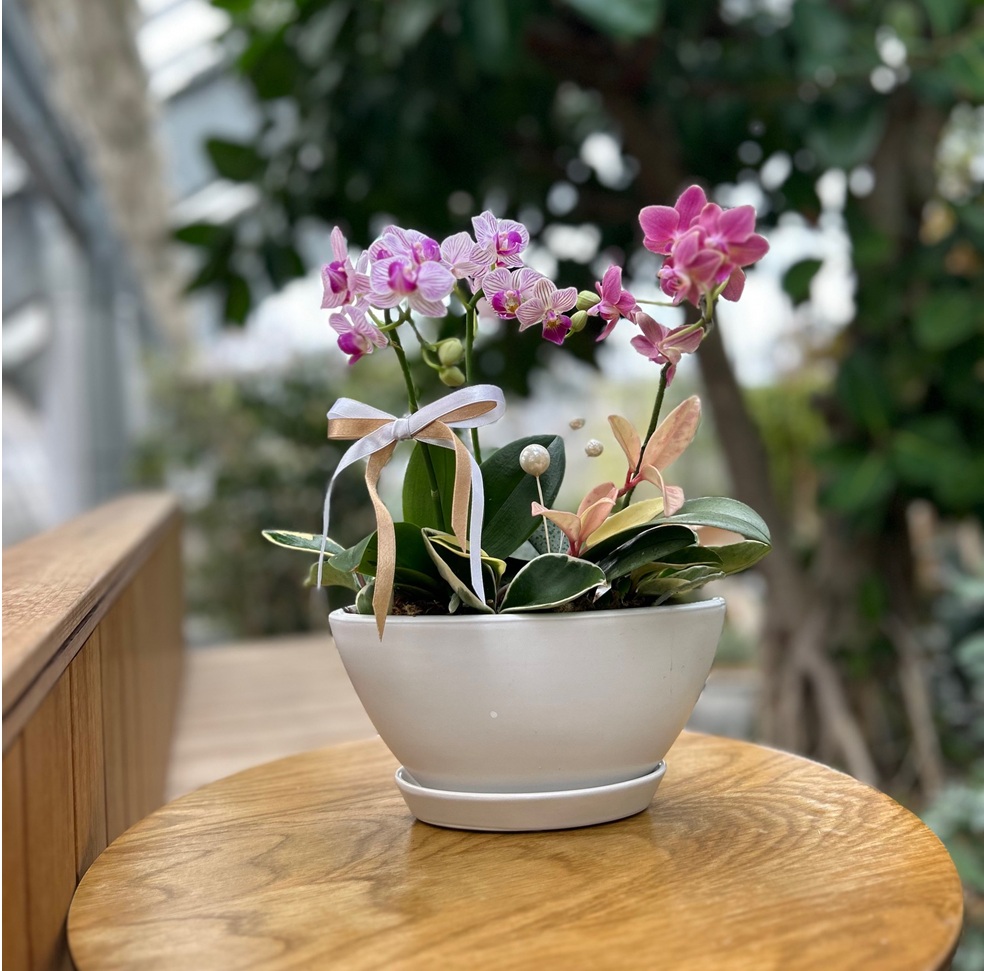 お家で育てるミニ胡蝶蘭 夏の新講座 6/3(水)スタート