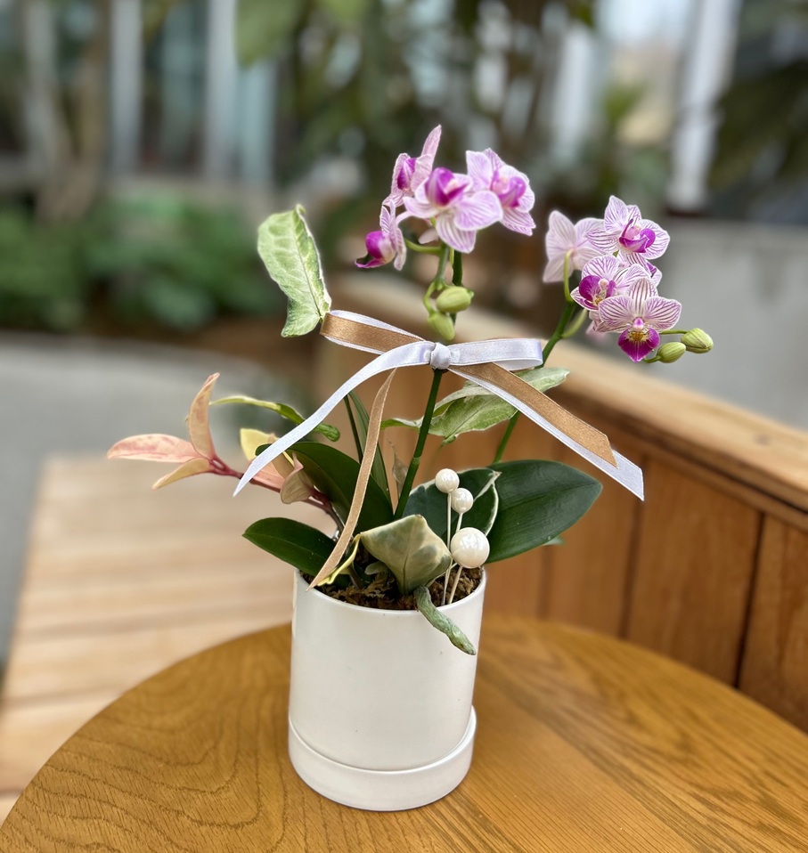 お家で育てるミニ胡蝶蘭 夏の新講座 6/3(水)スタート