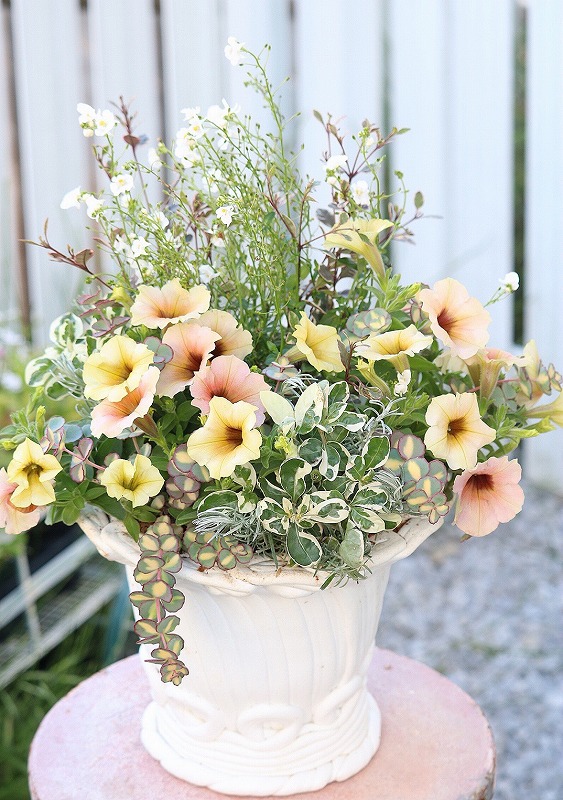 根付き植物を花束のように植える ギャザリング寄せ植え教室 夏の新講座 6月8日(月)特別体験会開催