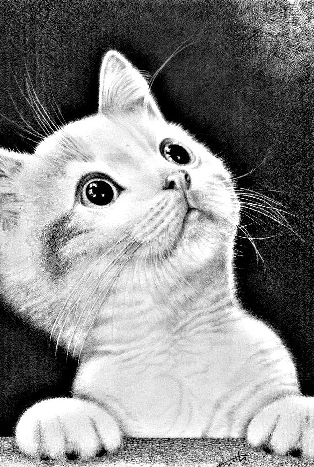 ペン画の基礎から はじめてのペン画 ★夏の新講座 5/19(火)体験会★