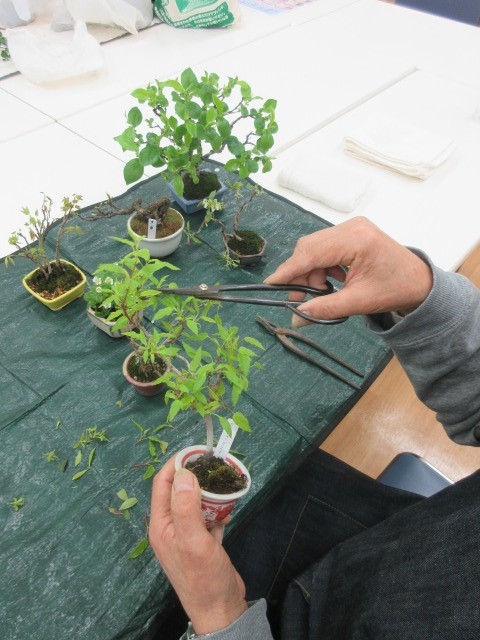 気軽に始める ミニ盆栽 夏の見学会 5/20・6/5(水)