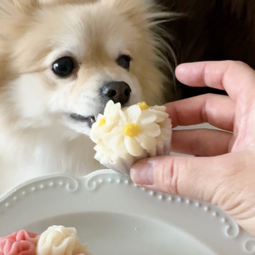 一緒に食べられるやさしい時間〈全3回〉 花わんこ®︎ 愛犬お花ケーキ講座 【日程】6/16・7/21・8/18(火)