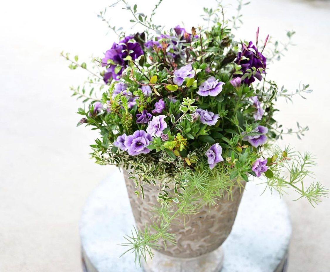 夏の新講座 ちょっと贅沢な 花束のような寄せ植え 5/16(土)スタート