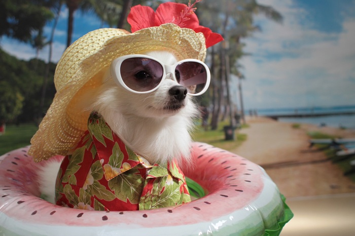 家族丸ごと健康に♡ ★愛犬の推し活講座【全4回】 夏の新講座6/10(水)スタート