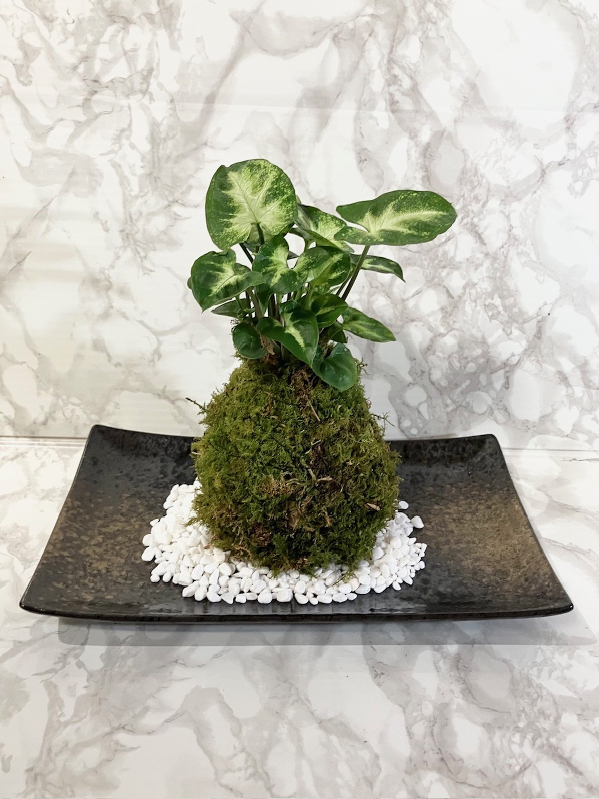 苔玉観葉植物&うねうねテラリウム 夏の新講座 スペシャル講座