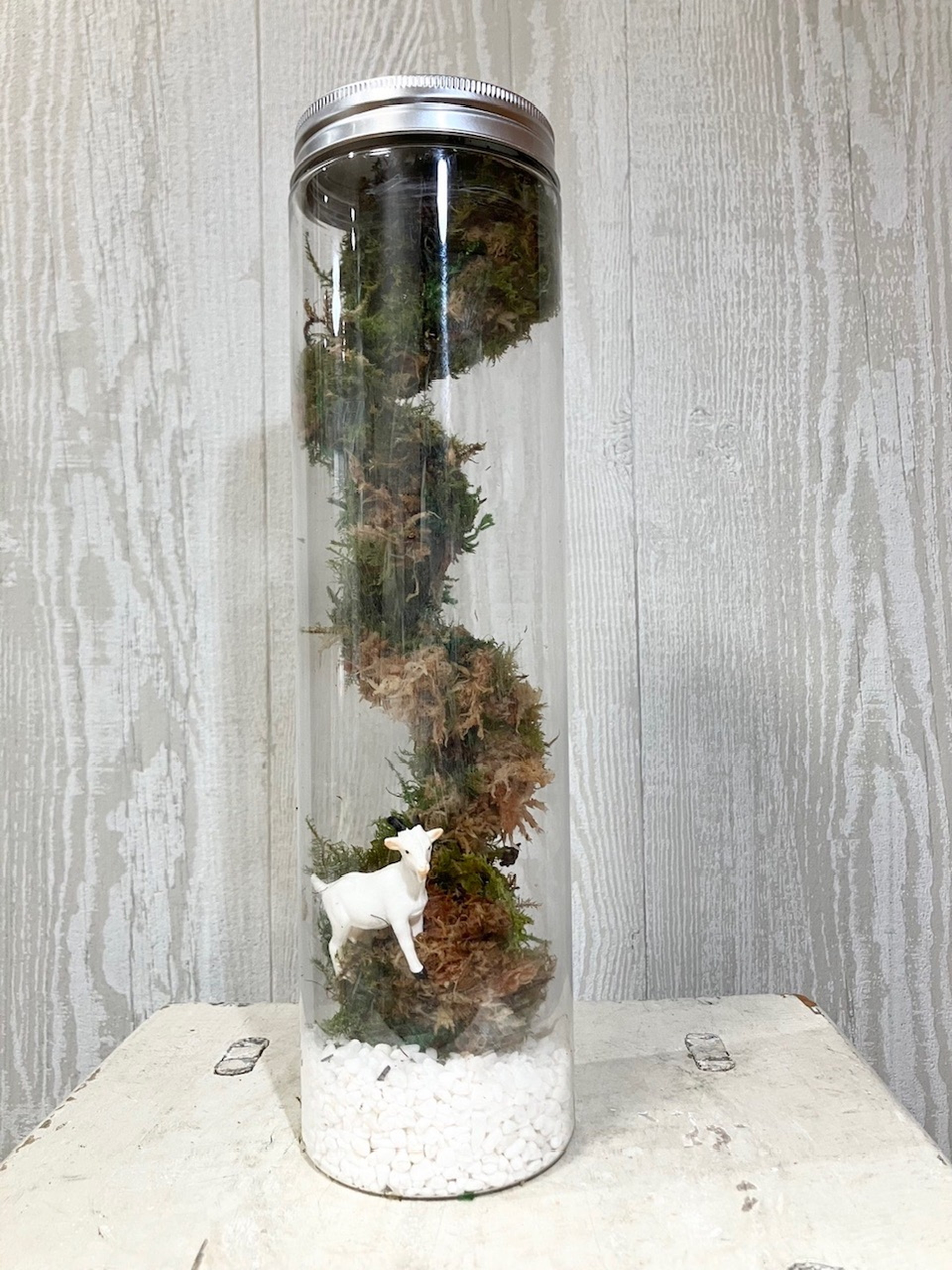 苔玉観葉植物&うねうねテラリウム 夏の新講座 スペシャル講座