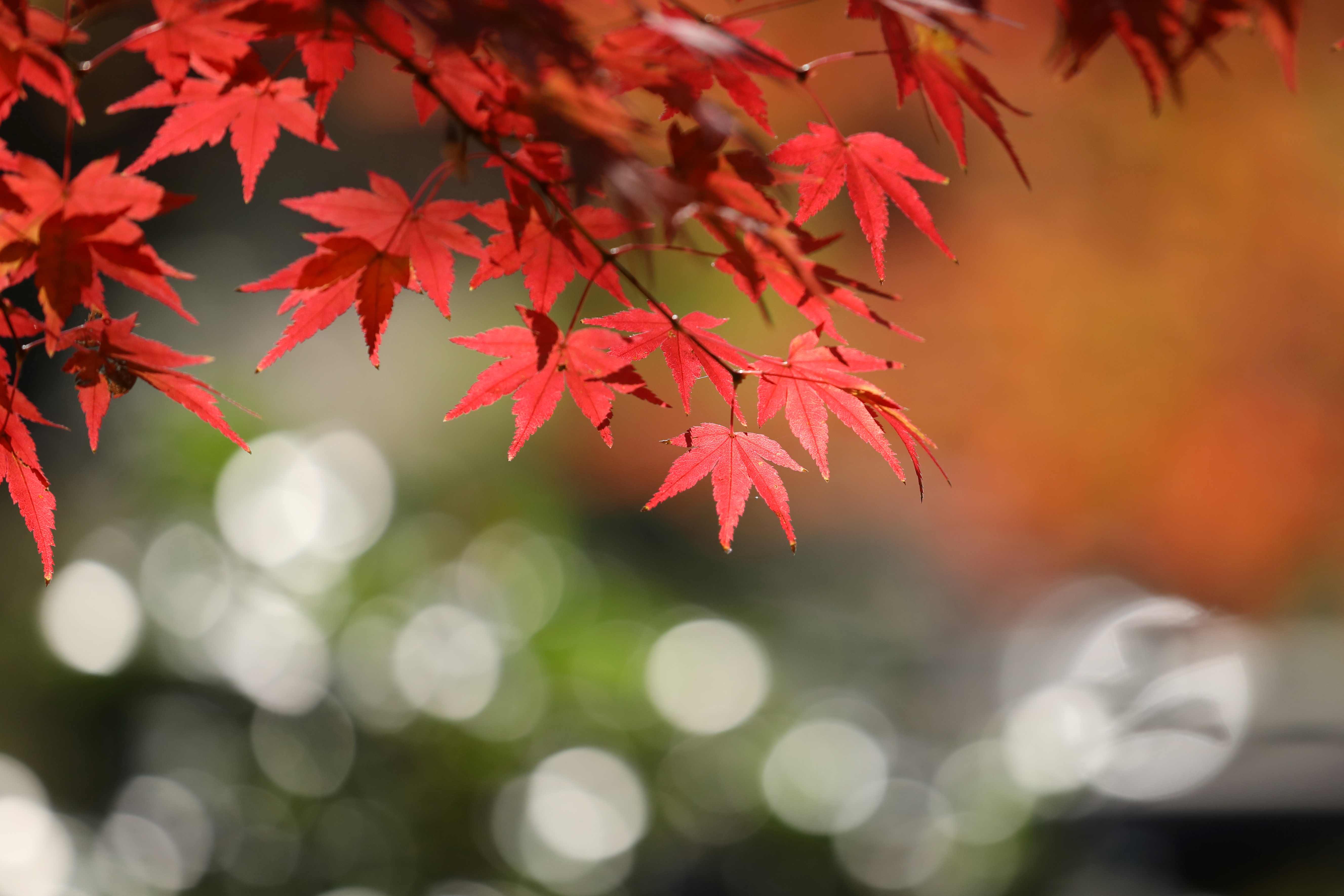 デジタルカメラ