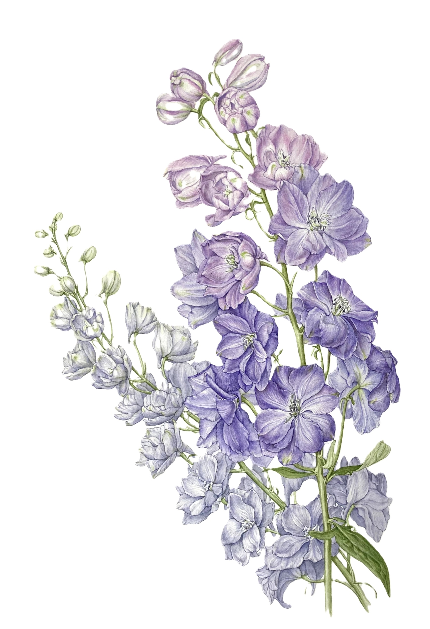 ボタニカルアート<植物画> 夏の新講座 一日体験 6/11(木)