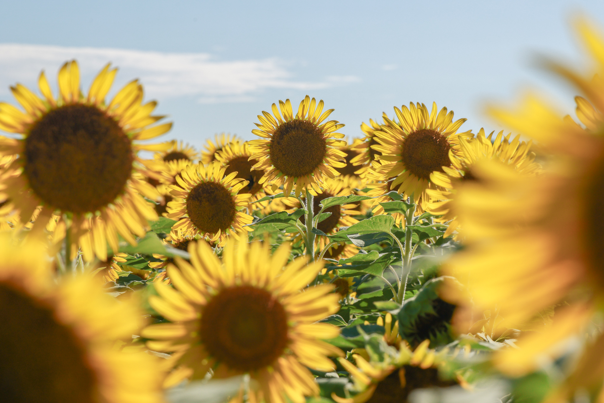 人気の為増設 女性限定 お散歩写真教室 夏の新講座 6/10(水)特別体験会開催