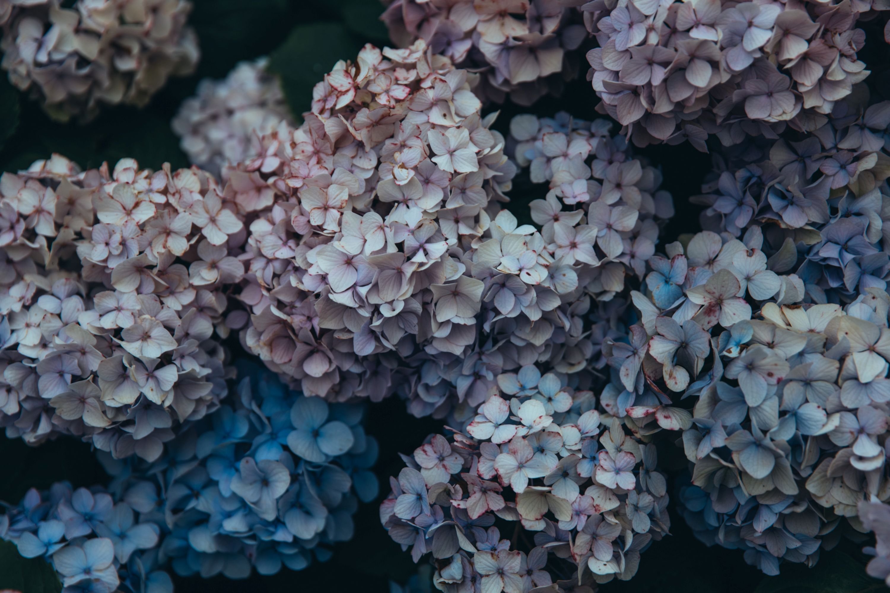 人気の為増設 女性限定 お散歩写真教室 夏の新講座 6/10(水)特別体験会開催