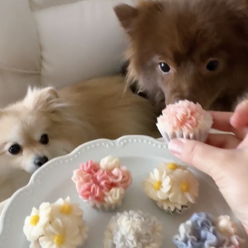 一緒に食べられるやさしい時間〈全3回〉 花わんこ®︎ 愛犬お花ケーキ講座 【日程】6/16・7/21・8/18(火)