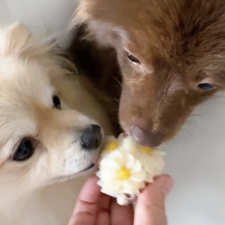 一緒に食べられるやさしい時間〈全3回〉 花わんこ®︎ 愛犬お花ケーキ講座 【日程】6/16・7/21・8/18(火)
