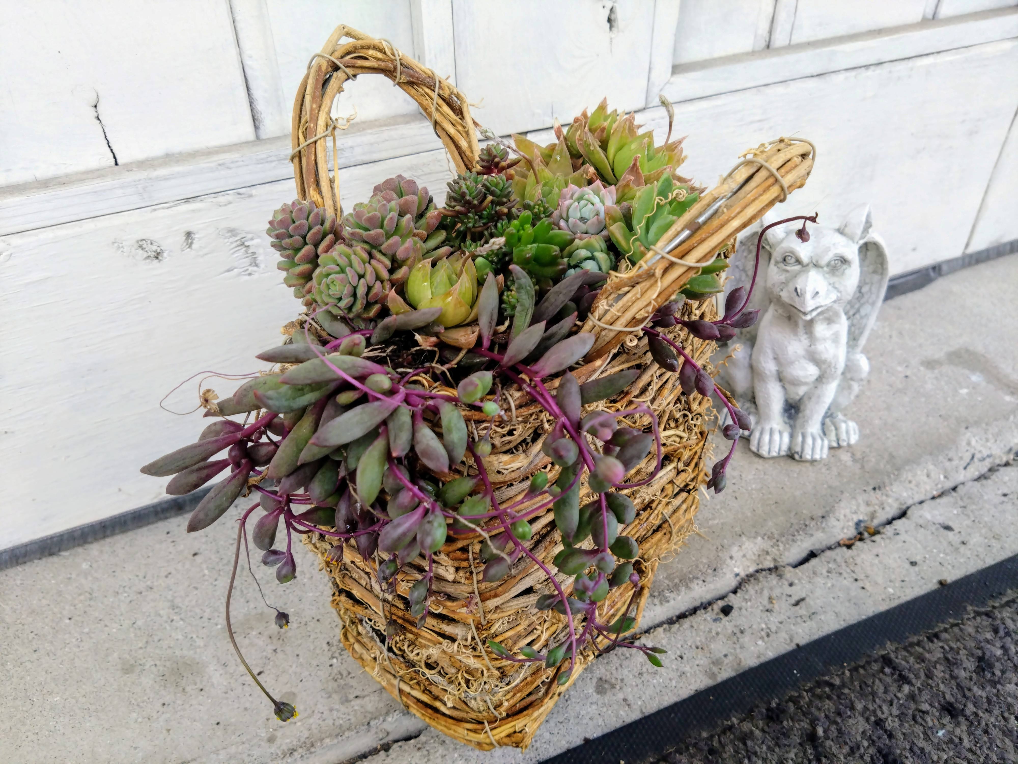 気軽に楽しめ愛らしい 多肉植物の世界<全3回>