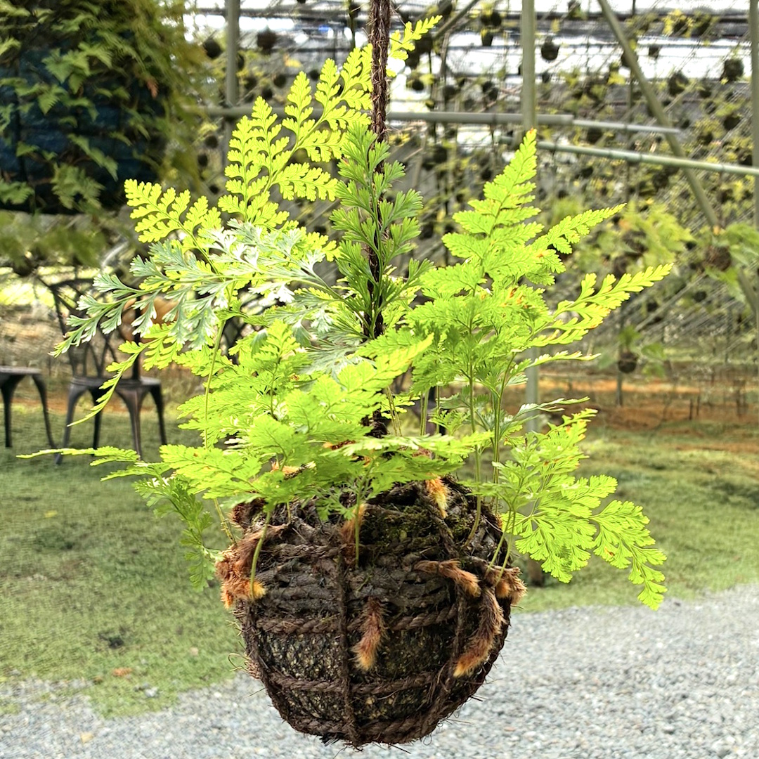 【和の風物詩つりしのぶを作ろう・午前の部】 宝塚の伝統工芸が楽しめる