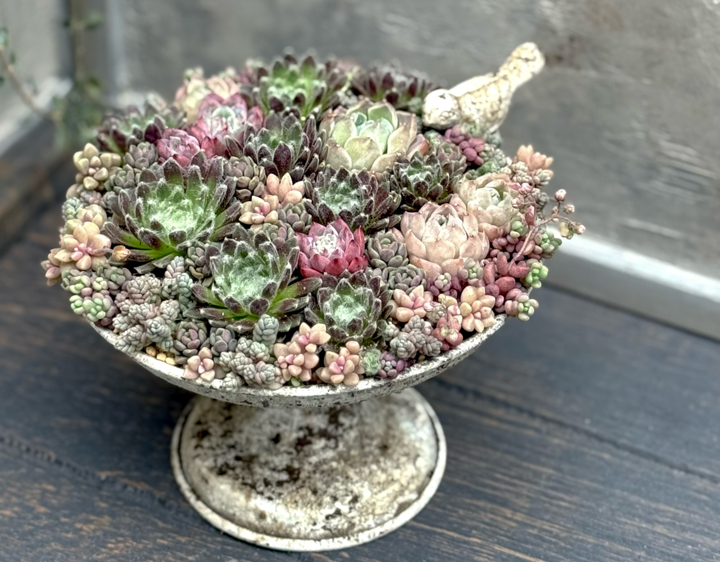 おしゃれスタイリング 多肉植物の寄せ植え 5/31