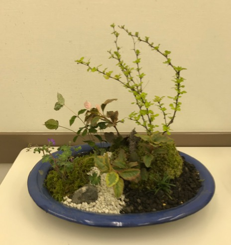 飾って楽しむ 夏の寄せ植え(全3回)第3(土) 夏の新講座 ◆実施日6/20・7/18・9/19