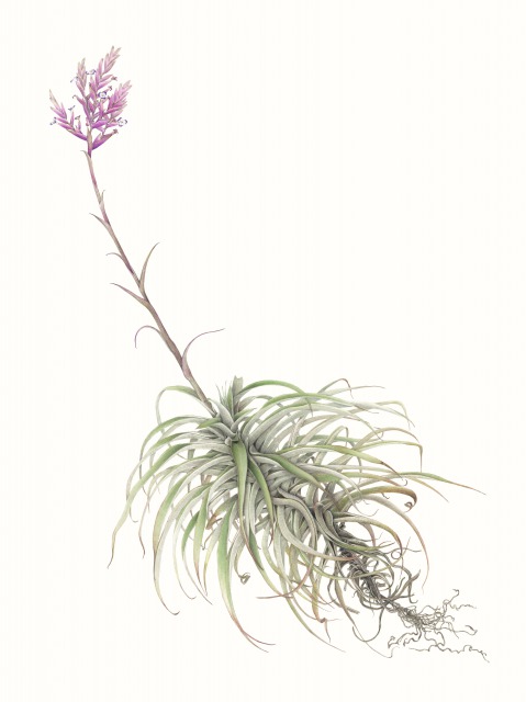 ボタニカルアート(植物画)(15:10～)