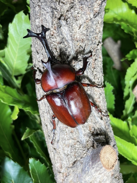 夏休みの自由研究に カブトムシ観察講座 【夏休みスペシャル講座】7/23(木)