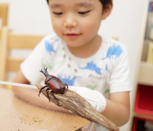 夏休みの自由研究に カブトムシ観察講座 【夏休みスペシャル講座】7/23(木)