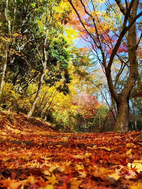 スマートフォン(全6回) スマホ写真を10倍よくする講座 10/8(木) 13:00～15:00 スタート
