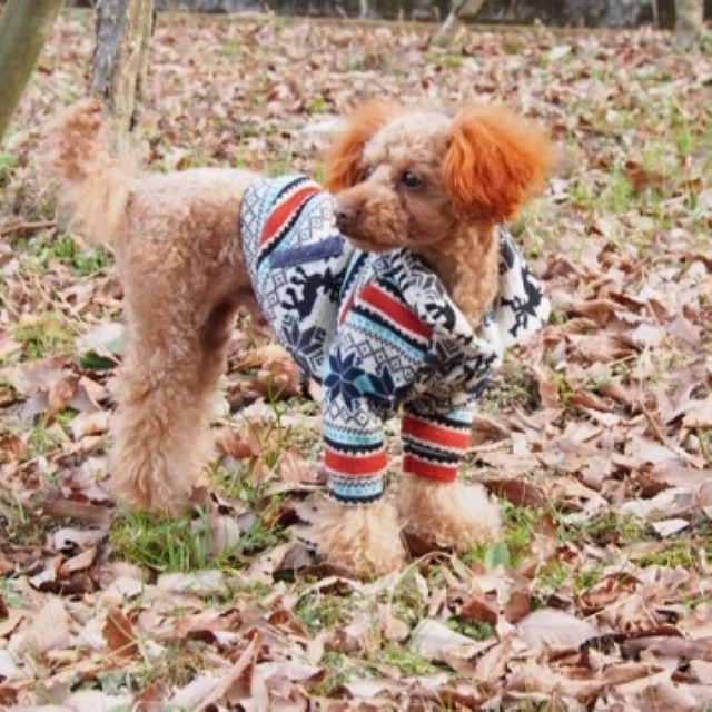 愛犬にフィットする! ★犬服ハンドメイド 秋の新講座10/5(月)特別体験会開催