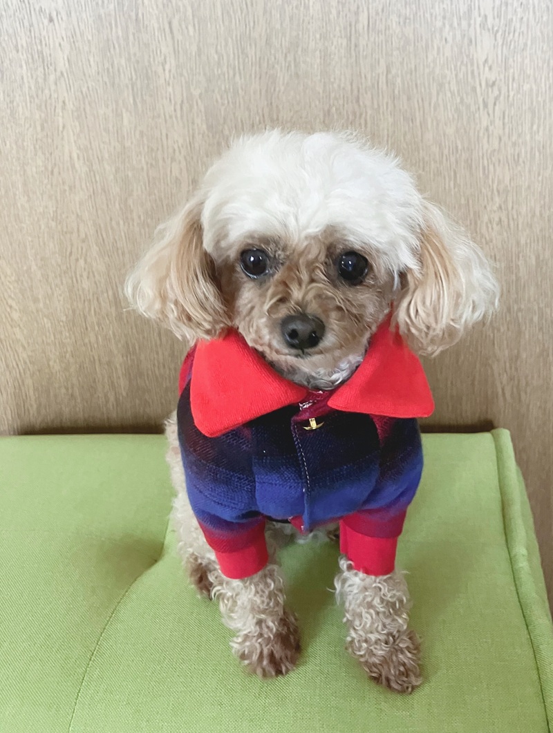 愛犬にフィットする! ★犬服ハンドメイド 秋の新講座10/5(月)特別体験会開催