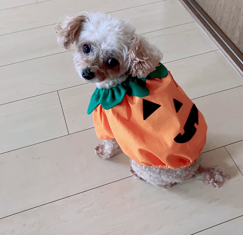 愛犬にフィットする! ★犬服ハンドメイド 秋の新講座10/5(月)特別体験会開催