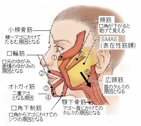 535/(全3回)60分プライベートレッスン 美容鍼でエイジングケア 秋の新講座 10/19(月)スタート