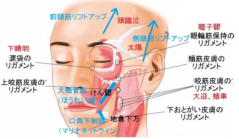 535/(全3回)60分プライベートレッスン 美容鍼でエイジングケア 秋の新講座 10/19(月)スタート