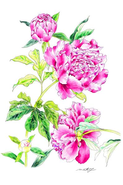 四季彩アトリエ 暮らしを彩る花の絵 秋の新講座 10月末まで体験費:550円