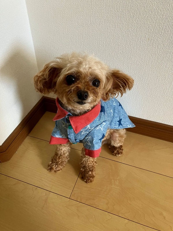 犬服ハンドメイド 教材費550円 『バンダナ』｜ヨークカルチャー