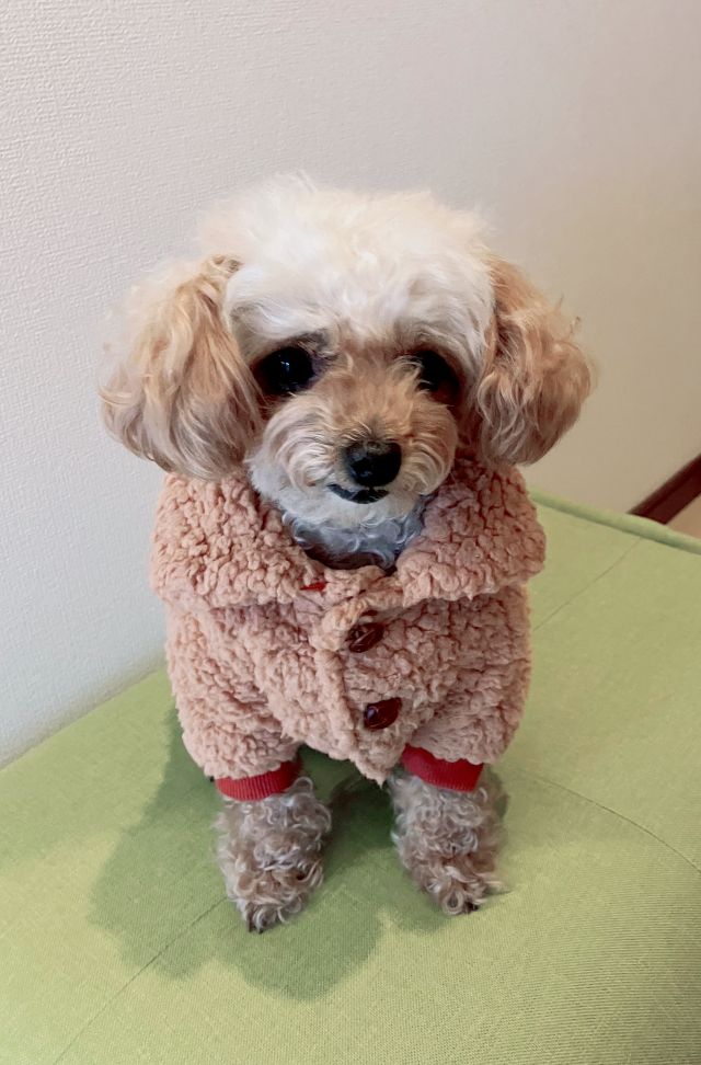 ★犬服ハンドメイド 秋の新講座 9/18・10/16新講座体験会