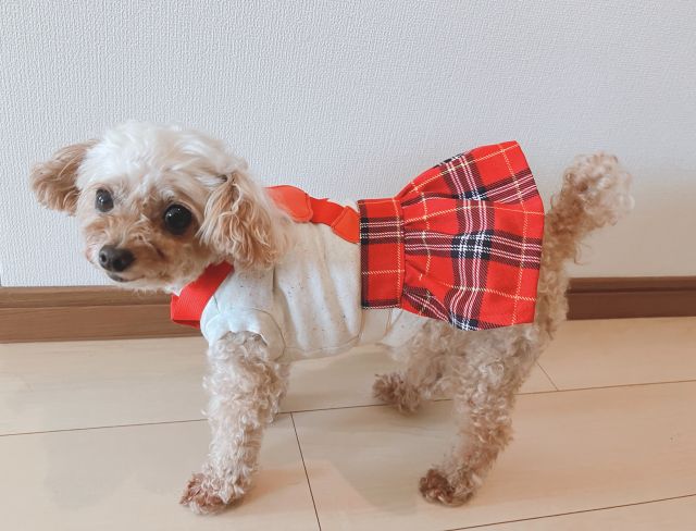 ★犬服ハンドメイド 秋の新講座 9/18・10/16新講座体験会