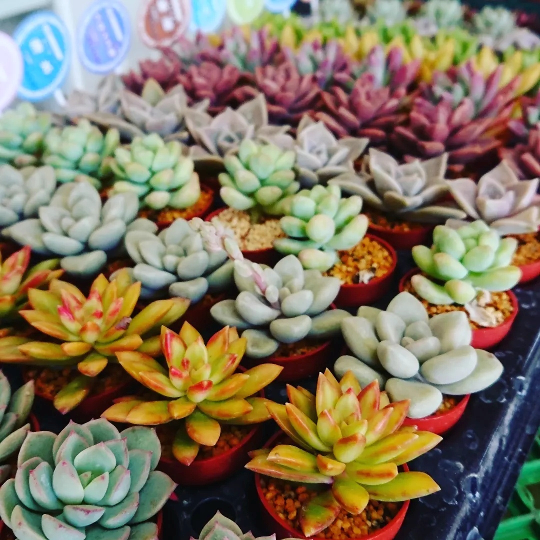 11/18限定!お好きな時間においでください! 多肉植物の寄せ植え講座 秋の特別体験会:11/18(水)開催